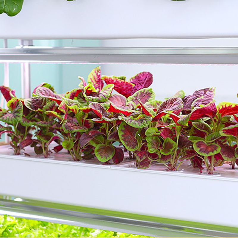 Hydroponics Growing System Ver - Smart Garden Vertical ulasan dan harga